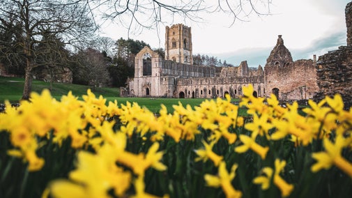 Daffodils on West Green at Fountains Abbey